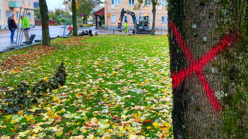 Inte varje träd kan räddas. Det behöver Miljöpartiet i Katrineholm inse.