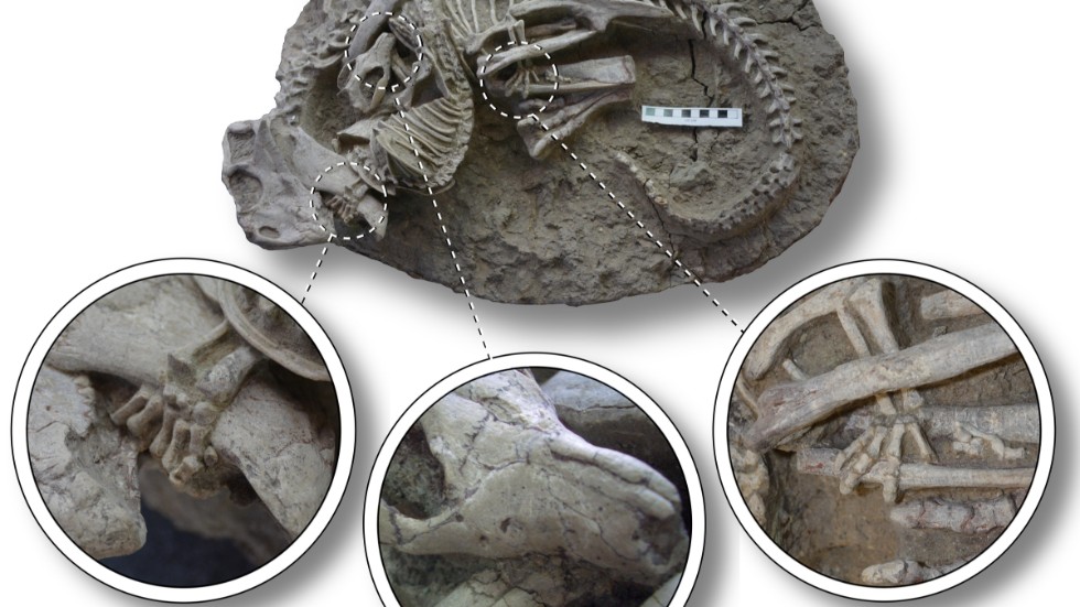 Fossilet av de två sammanslingrade djuren, med infällda förstoringar som visar huvudet av Repenomamus som biter i bröstkorgen på Psittacosaurus (mitten), framtassen som greppar om dinosauriens käkar (till vänster), och baktassen som greppar om dess bakben (till höger).
