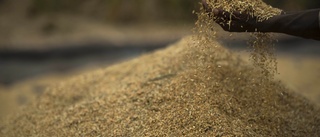 Rispriset skenar – slår mot världens fattigaste