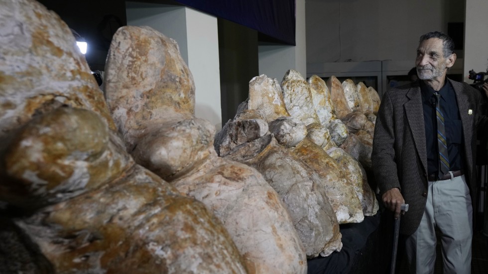 Paleontologen Mario Urbina bredvid kotor från Perucetus colossus eller “jättevalen från Peru”, i Lima, Peru.