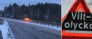 Tio viltolyckor i Västervik på kort tid – här är polisens önskan