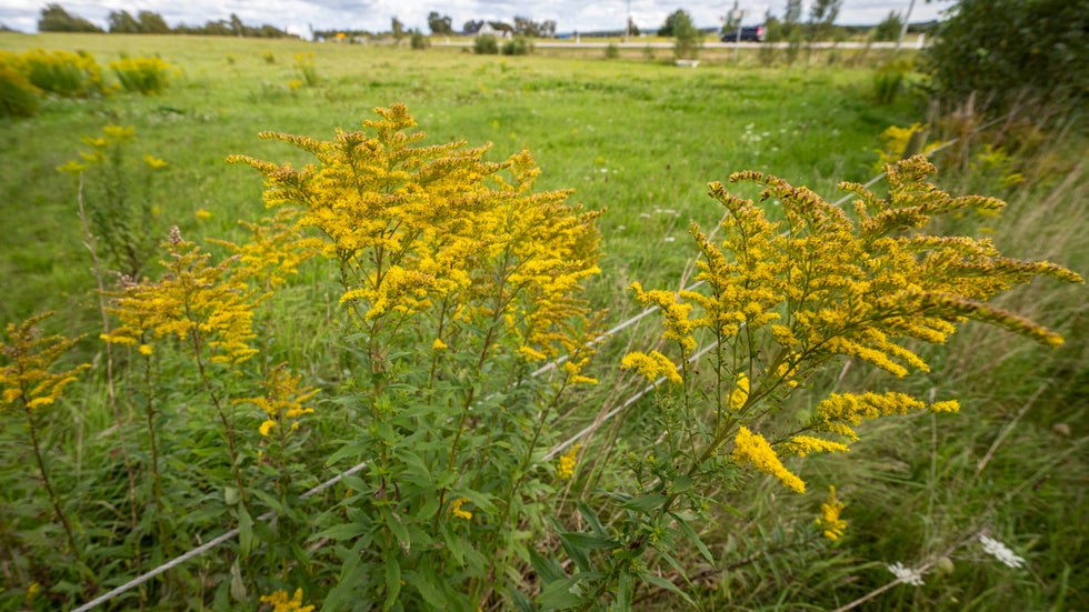 Larmet från svensk natur – 