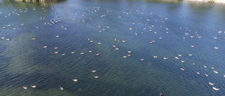 Ovanligt många gäss samlade vid Hårstorpssjön
