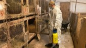 Viruset dödade 200 av gårdens kaniner: "Spred sig otroligt fort"