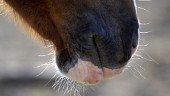 Hästar fick fel medicin – veterinär anmäls