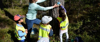 I skogarna kring Gunnebo bor Trädfolket • Förskolebarn pryder skogen med skulpturer • Får hjälp av lokal konstnär
