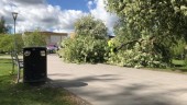 Större trädgren brakade ner på gångbana i Biskopsparken