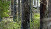 Skogen gör allra mest klimatnytta när den inte eldas