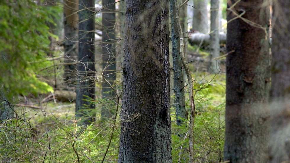 Skogens klimatnytta är stor, både genom att träden binder kol och genom att träprodukter tränger undan fossila produkter eller bränslen.