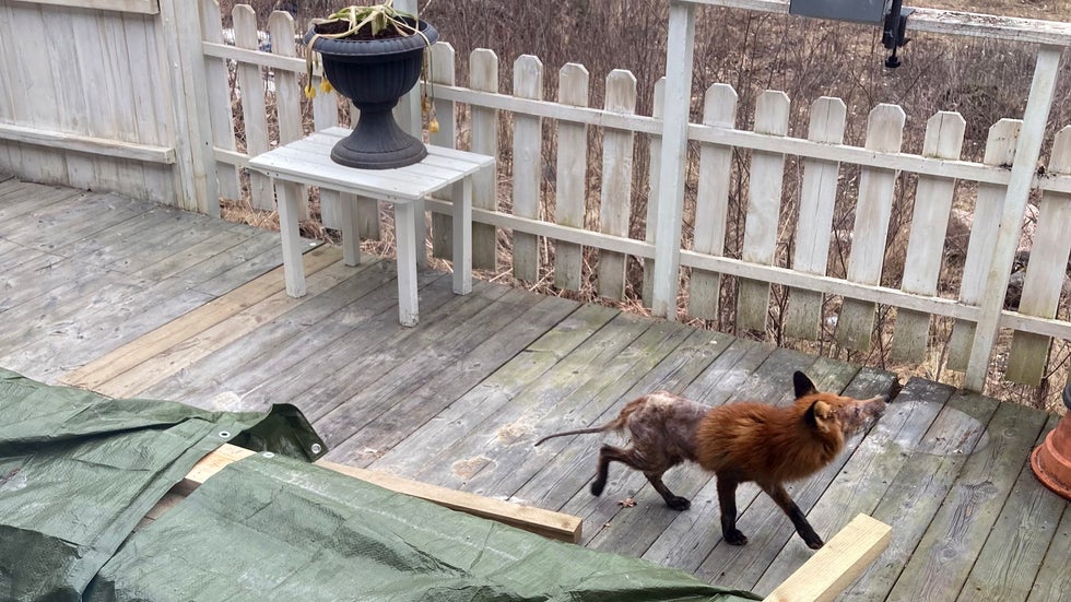 Ann har skabbräv på tomten – måste själv betala för jägare: 
