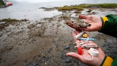 Ta krafttag mot plasten i havet
