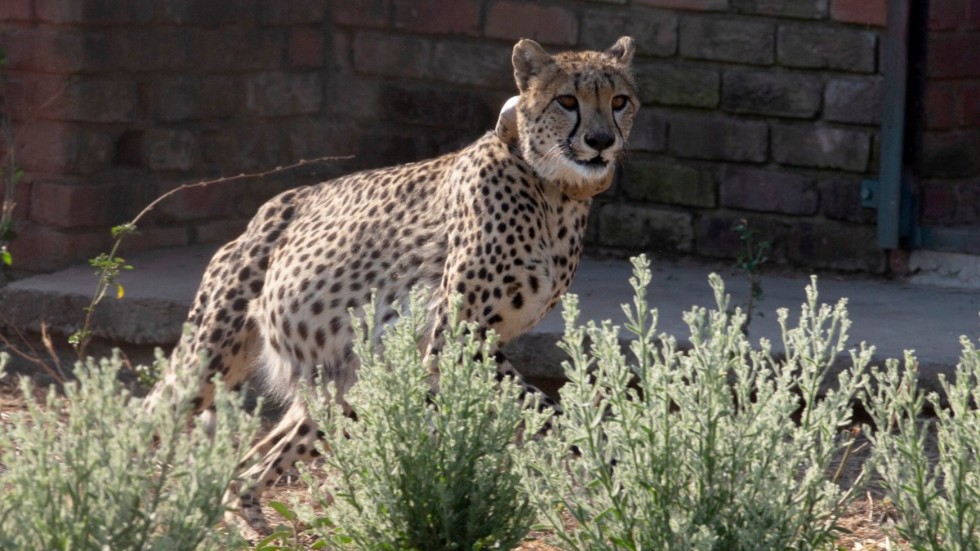 Både i fångenskap och i det vilda når förhållandevis få gepardungar vuxen ålder. Arkivbild.