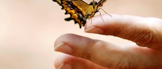 Utrotningshotade fjärilar ska trivas i Norrköping