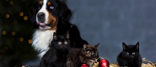 Pynt och julmat farligt för husdjur