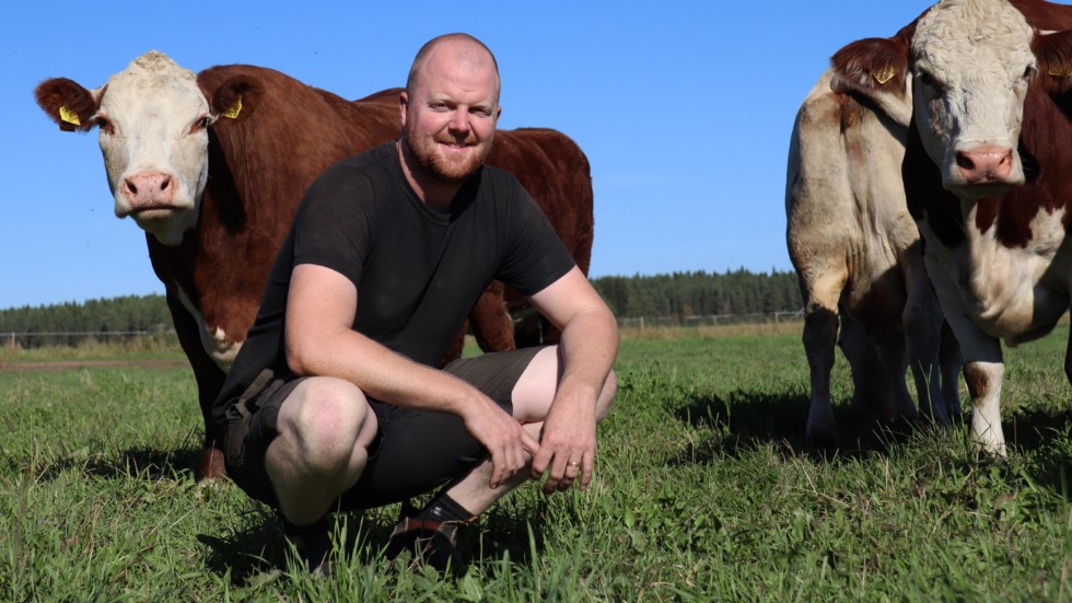Sjulnäskullen gård, Sjulnäs, har utsetts till Årets nötköttsföretag 2022 av LRF Norrbotten. Gården drivs av 31-årige Simon Asker, som nu bygger ut för fler dikor.