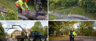 Almsjukan dödar hundratals träd i kommunen • "Måste göras av säkerhetsskäl" • En del blir motorsågskonst