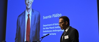 Nobelförsamlingen om Svante Pääbo: "Åstadkom vad ingen trodde var möjligt"