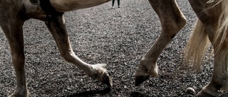 Bilist skrämde häst – ung flicka skadad