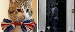 God save the cats! – De trognaste tjänarna på 10 Downing Street