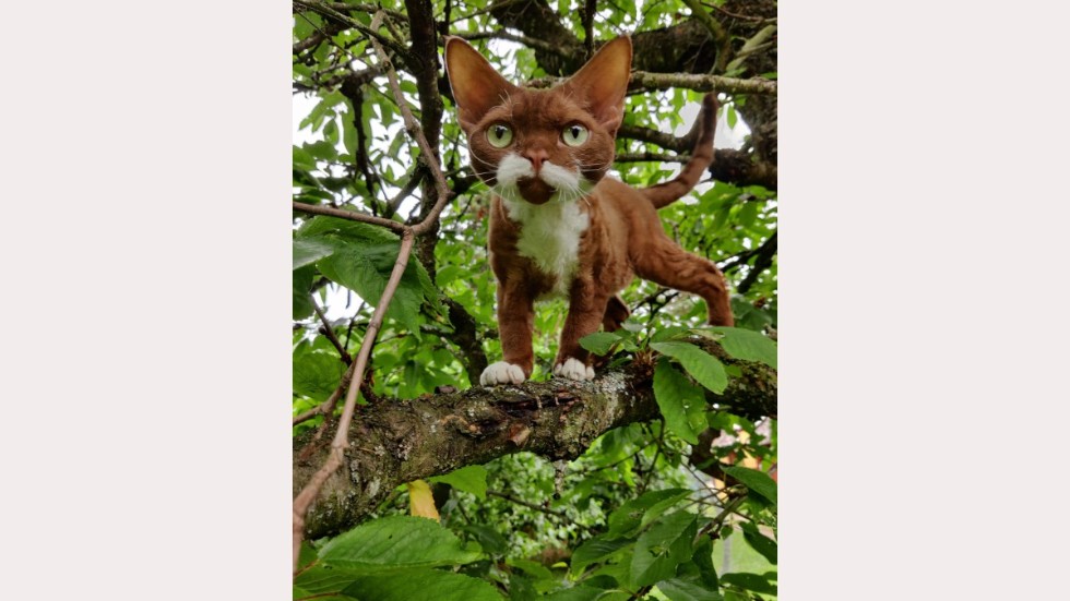 Cornelis, en devon rex från Stockholm, är en annan som blir frimärke.