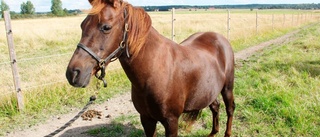 Knivsta djurpark får nya hästar