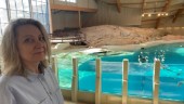 Tårfyllt avsked: Delfinerna lämnar Kolmårdens djurpark