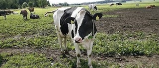 Dansk ekomjölk täcker behovet