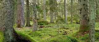 Stoppa slutavverkning i Lötbodalsskogen