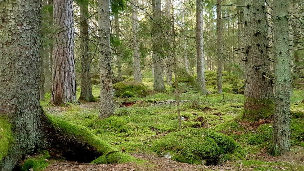 Vi uppmanar kommunen att inte slutavverka Lötbodalsskogen utan att först ha undersökt möjligheterna att skapa en rekreationsskog utan omfattande hyggen, skriver Hans Rydberg och Daniel Wohlgemut, Naturskyddsföreningen Daga Gnesta.