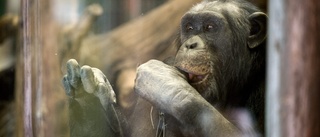 Drönare hittade schimpanserna – mörkret avslutade insatsen