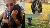 Hedvigs hund Lillie kördes ihjäl av smitare