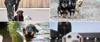 LISTA: Vanligaste hundraserna i Vimmerby och Hultsfred • "De är kända för att vara väldigt vänliga"