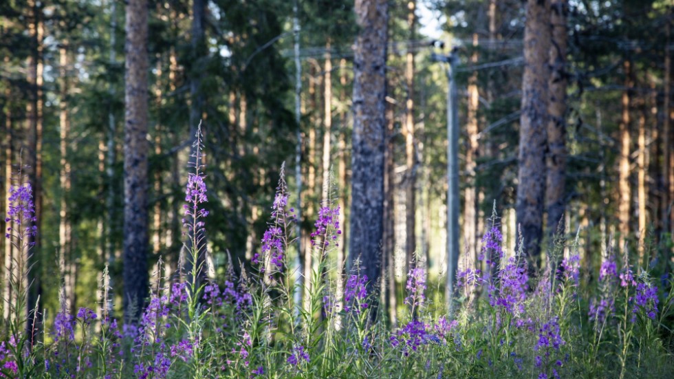 Sverige når, eller är nära att nå, fyra av 16 uppsatta miljökvalitetsmål. Arkivbild.