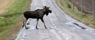 Bil krockade med älg