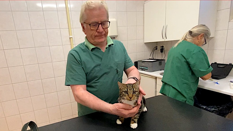 Id-märkning på gång. Veterinären Peder Johansson i Vimmerby  tar sig an katten Gunte som ska få sitt chip.