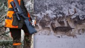 14 döda hjortar – misstänks ha placerats ut olagligt