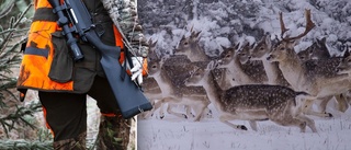 14 döda hjortar – misstänks ha placerats ut olagligt
