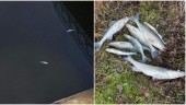 Nytt fisklarm från Strömmen: Stor mängd döda gösar • Det tros vara orsaken • "Det är synd när det händer"