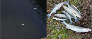 Nytt fisklarm från Strömmen: Stor mängd döda gösar • Det tros vara orsaken • "Det är synd när det händer"