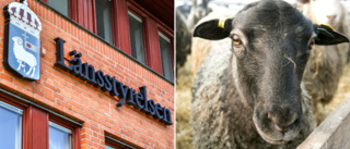 Gotländsk lammbonde får djurförbud
