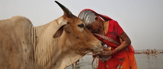 Indiska rådet: Skippa otukt – krama en ko