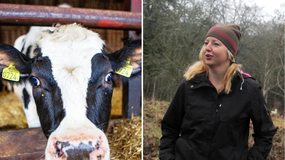 Mjölkproduktionen minskar i Sverige, ett trendbrott enligt Kindas LRF-ordförande Linnea Herbertsson.