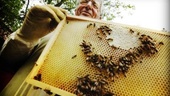 Sommartorkan ger sämre honungsskörd