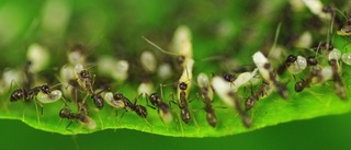 Studie: Myror lika bra som gifter mot skadedjur