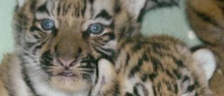 Tre sibiriska tigrar födda i Kolmården