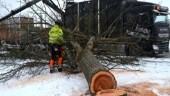 Saknas fortfarande träd på Finspångsvägen
