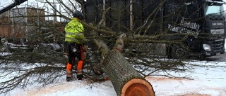 Saknas fortfarande träd på Finspångsvägen