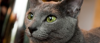 Dyr nota när katter förorenade lägenhet