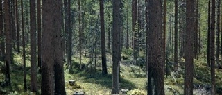 Här ska det naturvårdsbrännas i Västerbotten