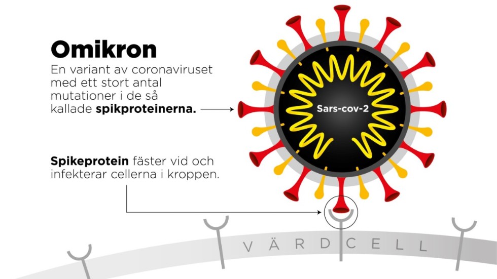 Omikron är en variant av coronaviruset med ett stort antal mutationer i de såkallade spikproteinerna.